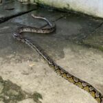 Seekor Ular Piton Berukuran 2,5 Meter Masuk Di Rumah Warga RT 16 RW 03 Kelurahan Imopuro Kecamatan Metro Pusat